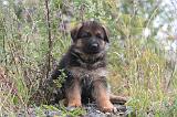BERGER ALLEMAND 1187